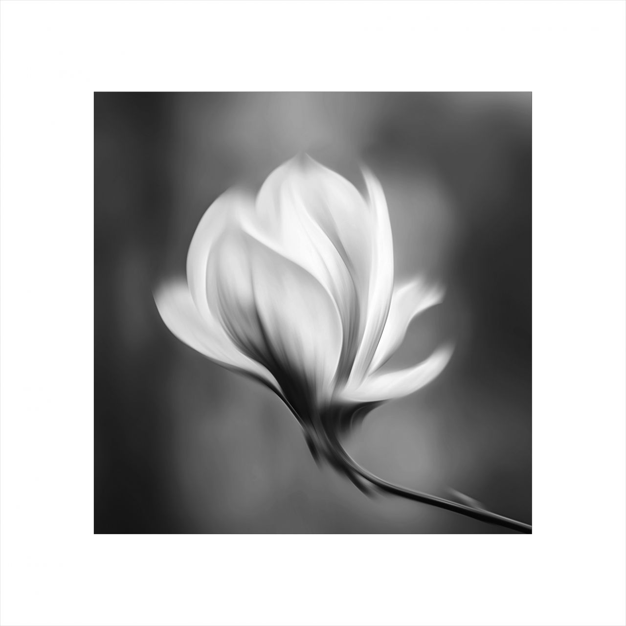 Magnolia in the Wind